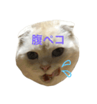 ごまねこちゃん（個別スタンプ：8）