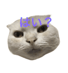 ごまねこちゃん（個別スタンプ：9）