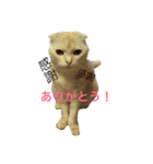 ごまねこちゃん（個別スタンプ：12）