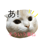 ごまねこちゃん（個別スタンプ：14）