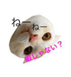 ごまねこちゃん（個別スタンプ：17）