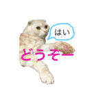 ごまねこちゃん（個別スタンプ：18）