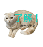 ごまねこちゃん（個別スタンプ：19）