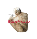 ごまねこちゃん（個別スタンプ：20）