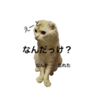 ごまねこちゃん（個別スタンプ：22）