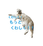 ごまねこちゃん（個別スタンプ：24）