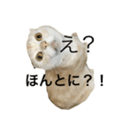 ごまねこちゃん（個別スタンプ：25）