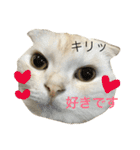 ごまねこちゃん（個別スタンプ：26）