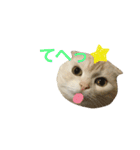 ごまねこちゃん（個別スタンプ：29）
