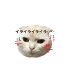 ごまねこちゃん（個別スタンプ：30）
