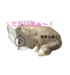 ごまねこちゃん（個別スタンプ：32）