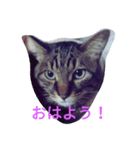chibichibi cat（個別スタンプ：1）