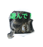 chibichibi cat（個別スタンプ：4）