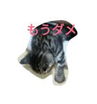 chibichibi cat（個別スタンプ：5）