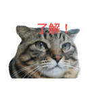 chibichibi cat（個別スタンプ：6）