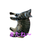 chibichibi cat（個別スタンプ：8）