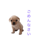 ブルブルブルドッグ（個別スタンプ：1）