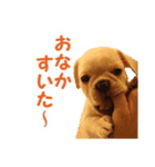 ブルブルブルドッグ（個別スタンプ：4）