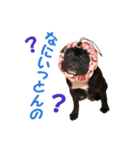 ブルブルブルドッグ（個別スタンプ：5）