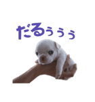 ブルブルブルドッグ（個別スタンプ：6）