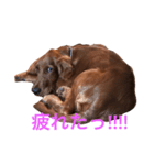 アイリッシュセターの沙羅のぼやきー（個別スタンプ：8）