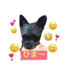 うちのボスくん（個別スタンプ：12）