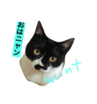 保護猫 mint（個別スタンプ：1）