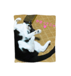 保護猫 mint（個別スタンプ：3）