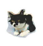 保護猫 mint（個別スタンプ：4）