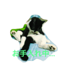 保護猫 mint（個別スタンプ：6）