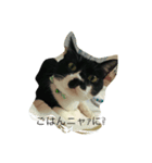 保護猫 mint（個別スタンプ：8）