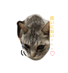 しまがらルゥくん(リアルver.)（個別スタンプ：2）