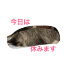 しまがらルゥくん(リアルver.)（個別スタンプ：5）