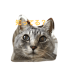 しまがらルゥくん(リアルver.)（個別スタンプ：6）