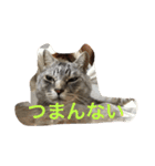 しまがらルゥくん(リアルver.)（個別スタンプ：13）