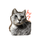しまがらルゥくん(リアルver.)（個別スタンプ：18）