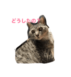 しまがらルゥくん(リアルver.)（個別スタンプ：22）