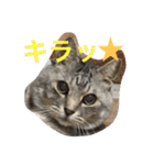 しまがらルゥくん(リアルver.)（個別スタンプ：24）