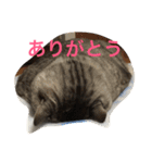 しまがらルゥくん(リアルver.)（個別スタンプ：26）