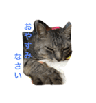 しまがらルゥくん(リアルver.)（個別スタンプ：31）
