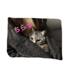 しまがらルゥくん(リアルver.)（個別スタンプ：33）