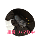 しまがらルゥくん(リアルver.)（個別スタンプ：35）