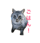 しまがらルゥくん(リアルver.)（個別スタンプ：39）