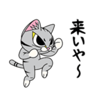 猫空手コレクション（個別スタンプ：16）