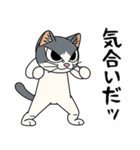猫空手コレクション（個別スタンプ：38）