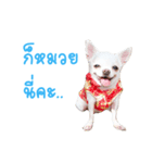 Chihuahua doggy V.1（個別スタンプ：1）