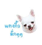 Chihuahua doggy V.1（個別スタンプ：4）