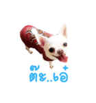 Chihuahua doggy V.1（個別スタンプ：5）