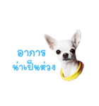 Chihuahua doggy V.1（個別スタンプ：7）