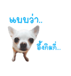 Chihuahua doggy V.1（個別スタンプ：9）